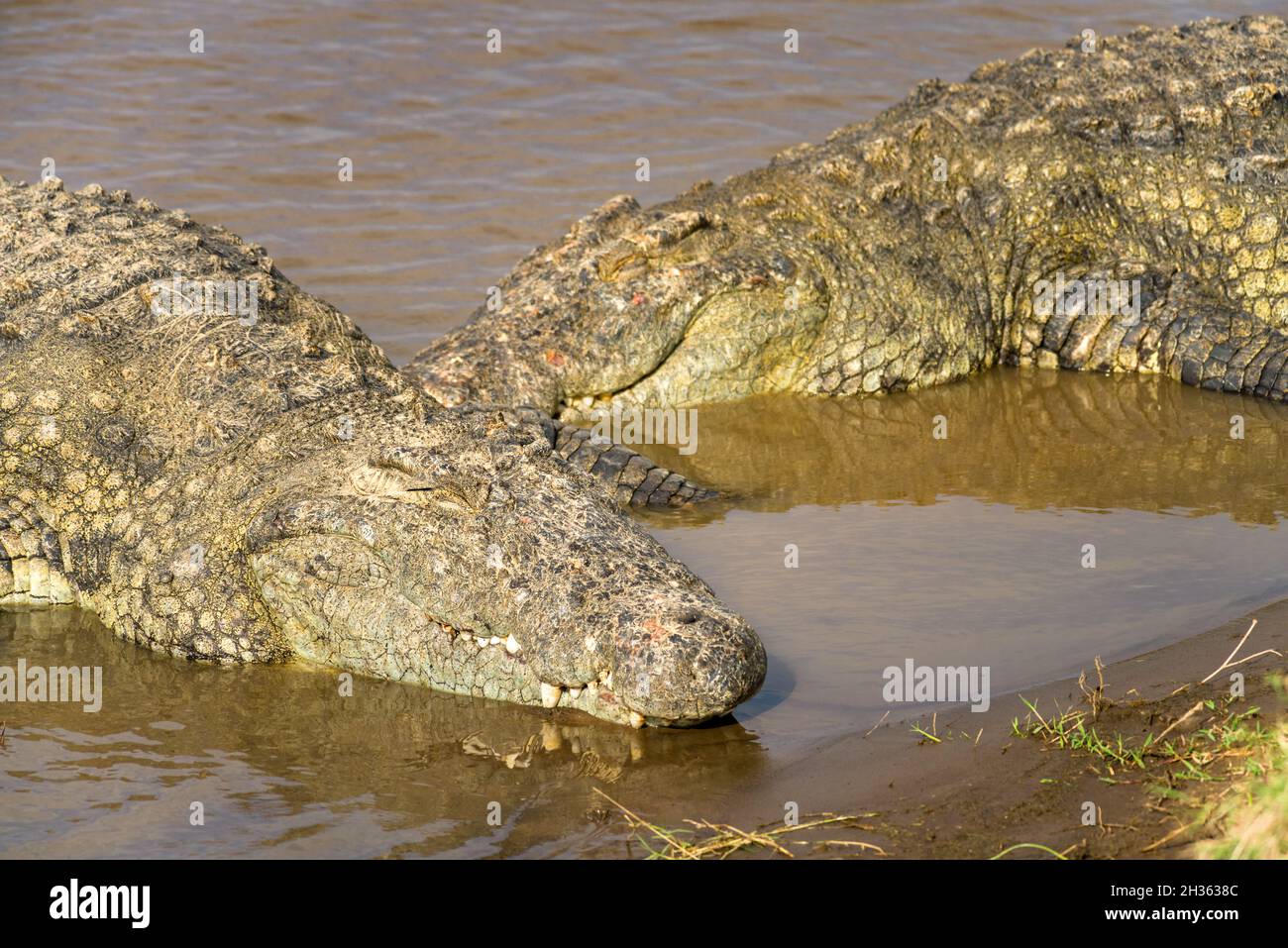 Nile crocodiles (Crocodylus niloticus) basking at river bank, Masai Mara, Kenya Stock Photo