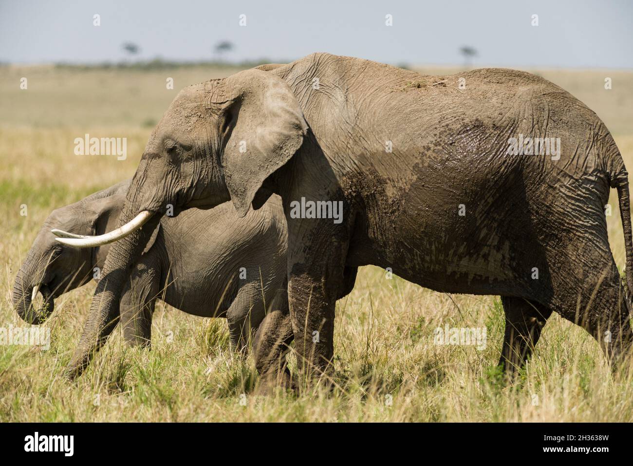 African bush elephant with juvenile Loxodonta africana) eating grass, Masai Mara National Reserve, Kenya, East Africa Stock Photo
