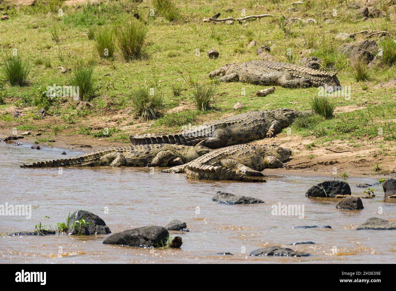 Nile crocodiles (Crocodylus niloticus) basking by river, Masai Mara, Kenya Stock Photo