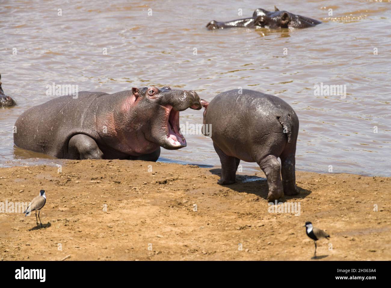 Hippo pod by river water (Hippopotamus amphibius), Maasai Mara, Kenya Stock Photo