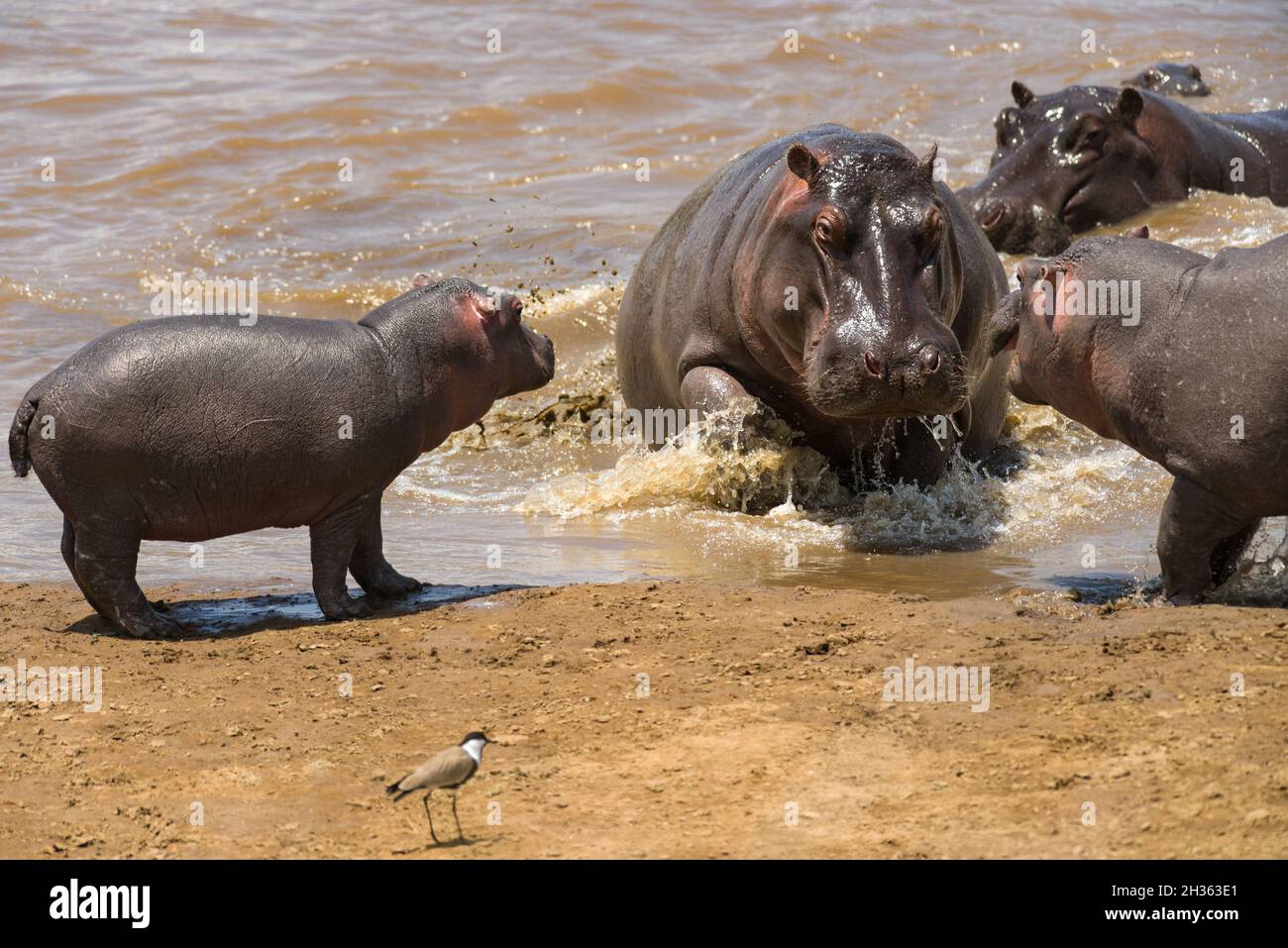 Hippo pod by river water (Hippopotamus amphibius), Maasai Mara, Kenya Stock Photo