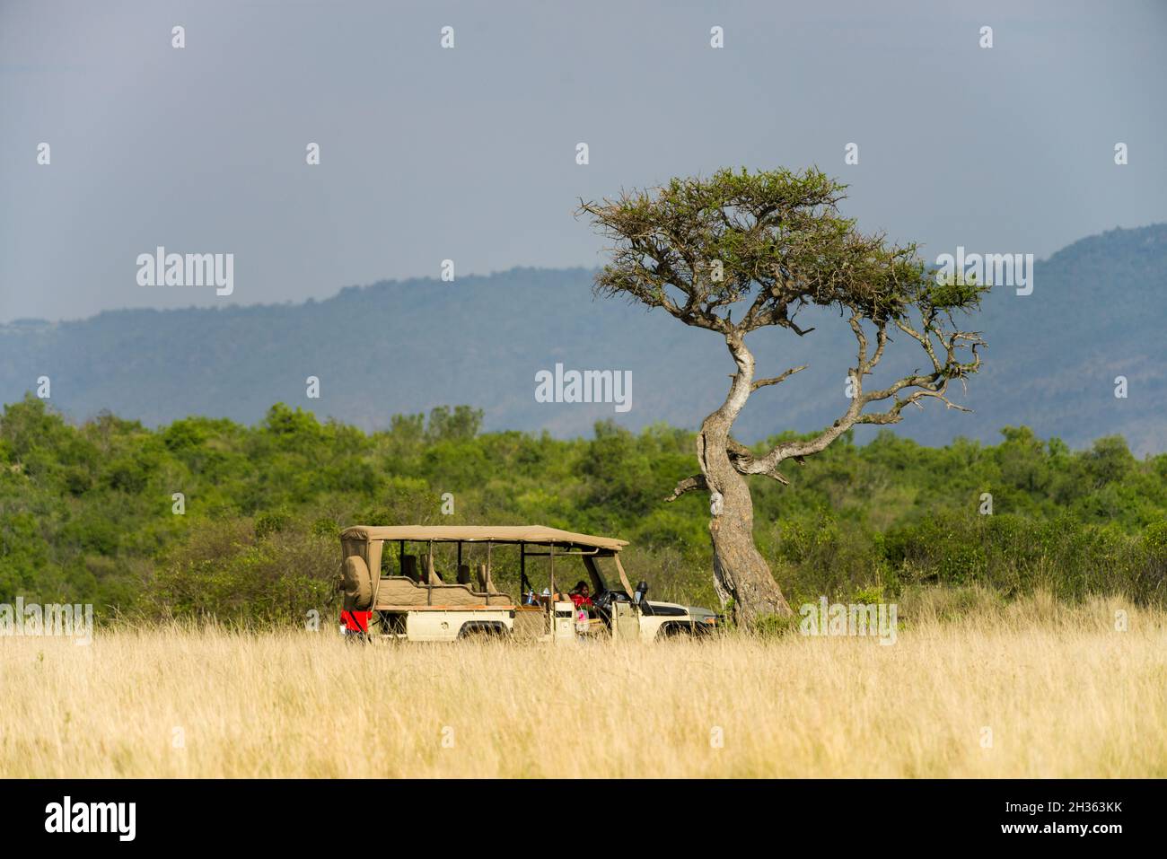 A 4x4 Toyota Landcruiser safari vehicle parked by a large tree amongst tall grass, Masai Mara, Kenya Stock Photo