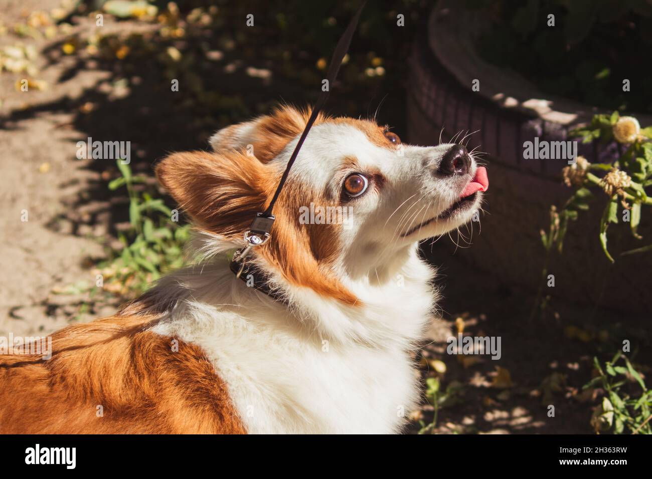 A long-haired dog on a leash stuck out his tongue outside in sunny weather.  Stock Photo