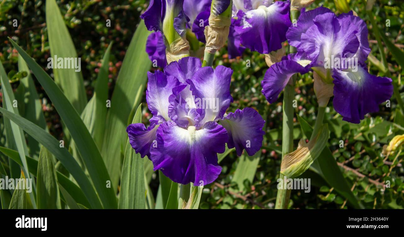 Close up of purple Japanese iris flowers Stock Photo