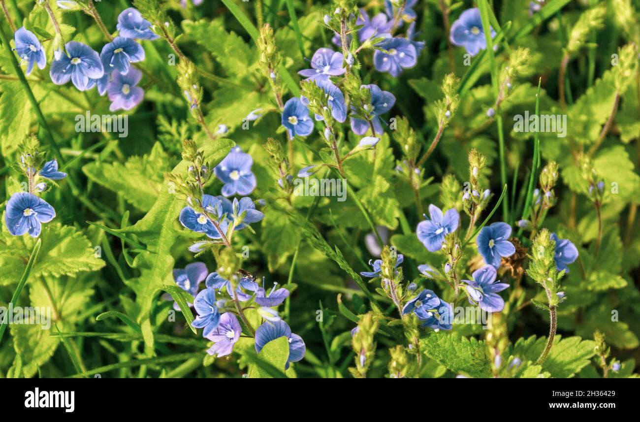 Flowers Veronica Dubravnaya, blue flowers in a field in spring Stock Photo