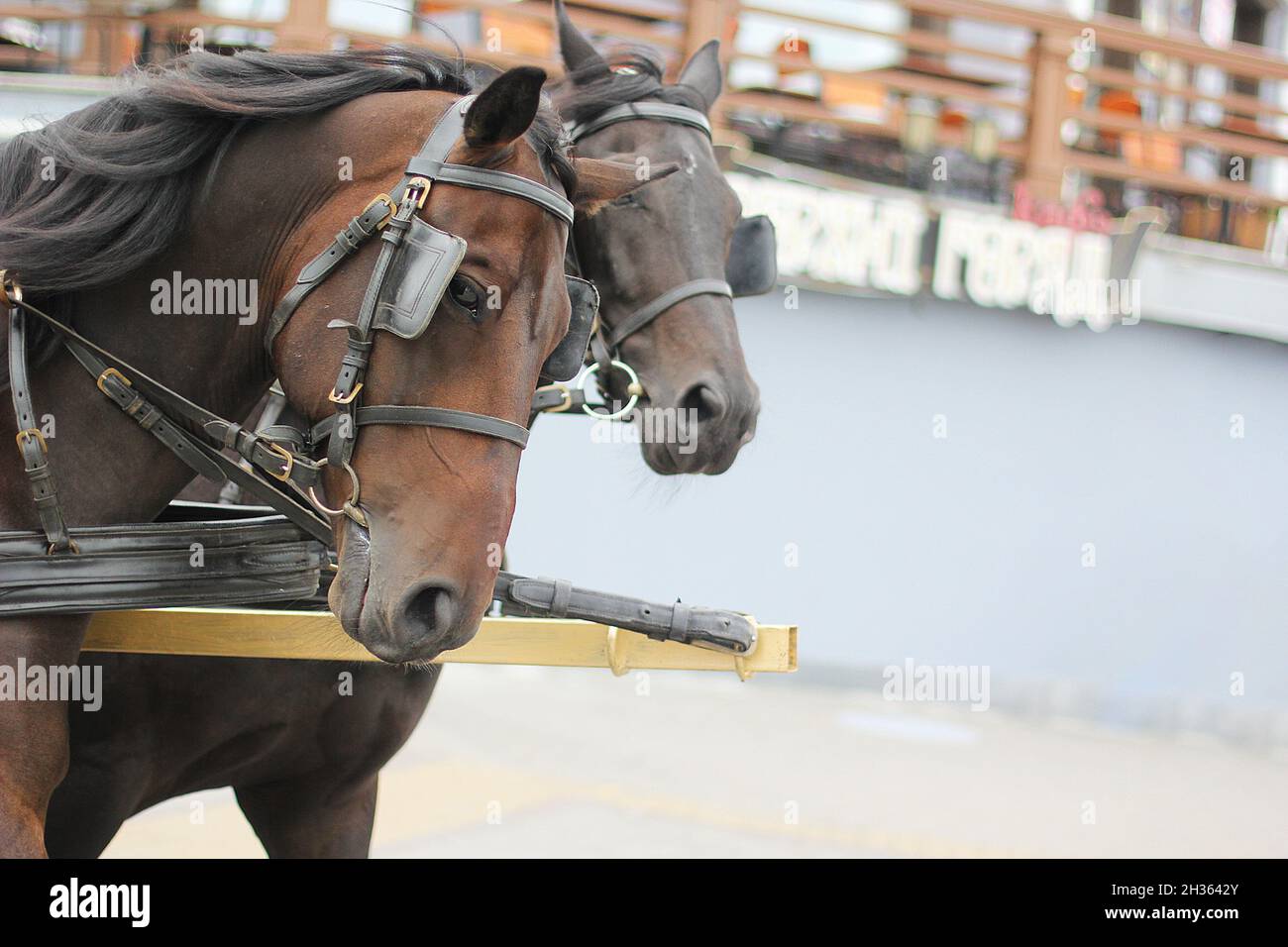 Plow horse harness hi-res stock photography and images - Alamy