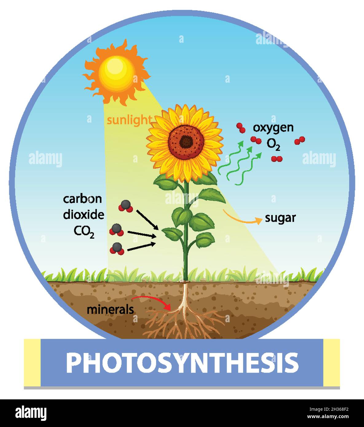 Diagram showing process of photosynthesis in plant illustration Stock ...