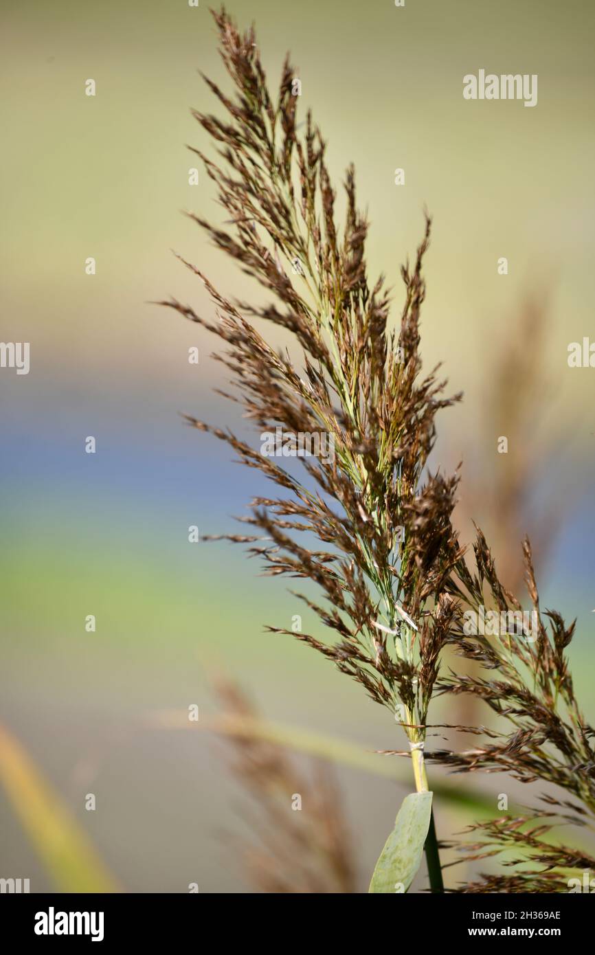 blühender Süss-Grashalm - Süssgrasähre - gegen die wechselnden Herbstfarben der Umgebung Stock Photo