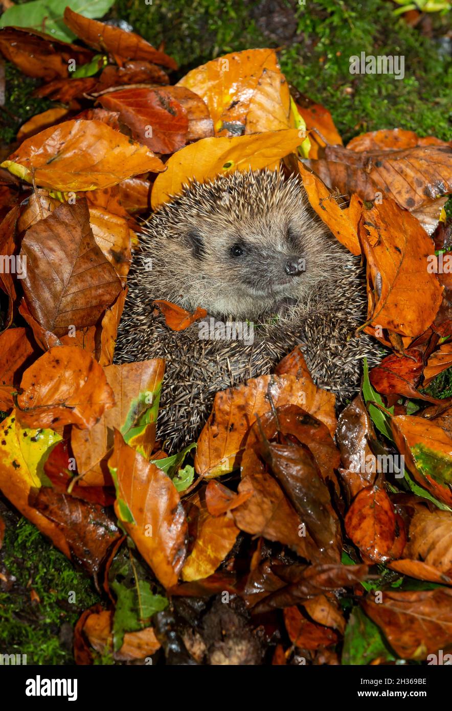 Wildlife waking up hires stock photography and images Alamy