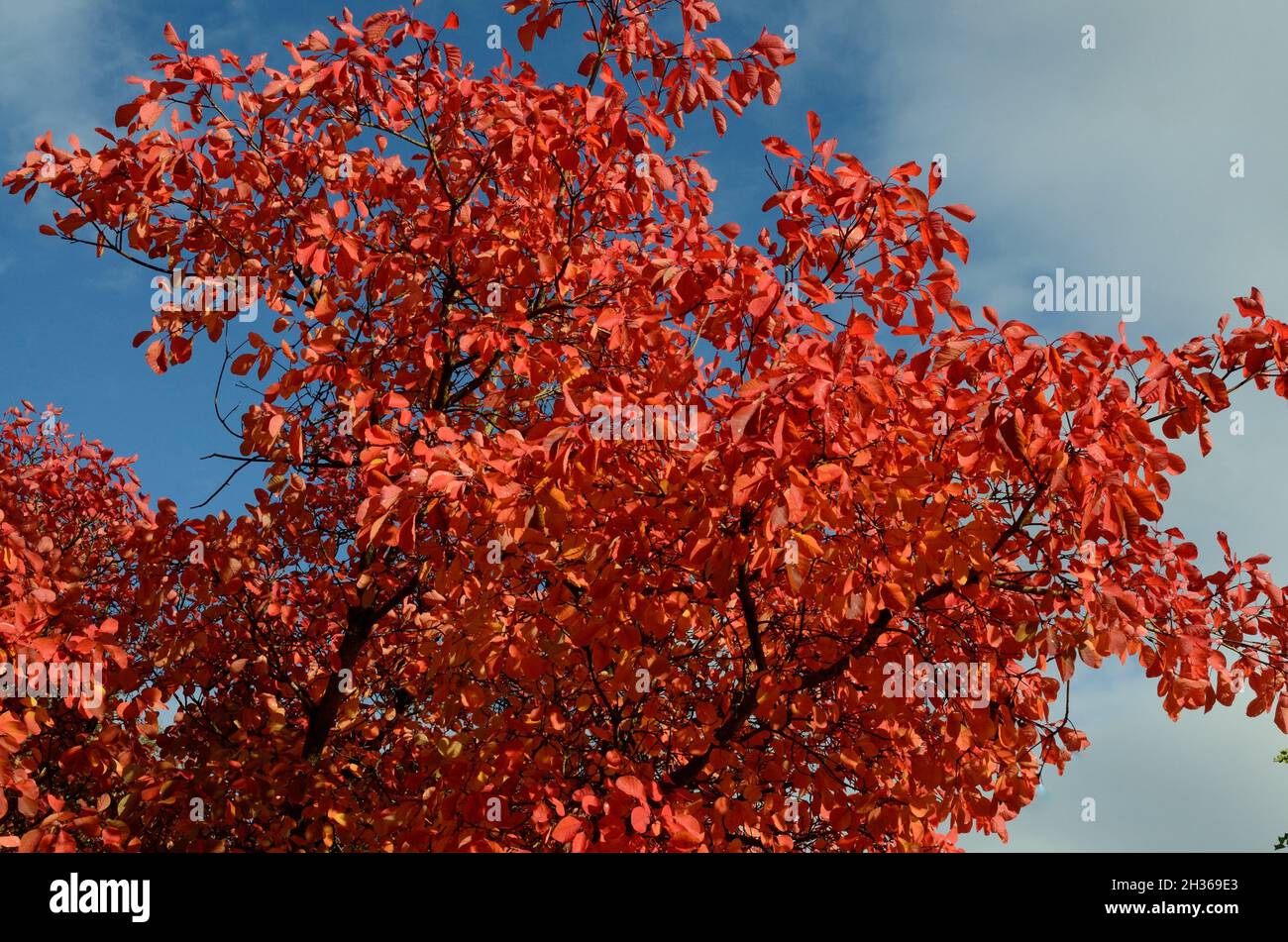 Brilliant red orange leaves of the Cotinus Flame tree Smoke tree in autumn against a blue sky Stock Photo