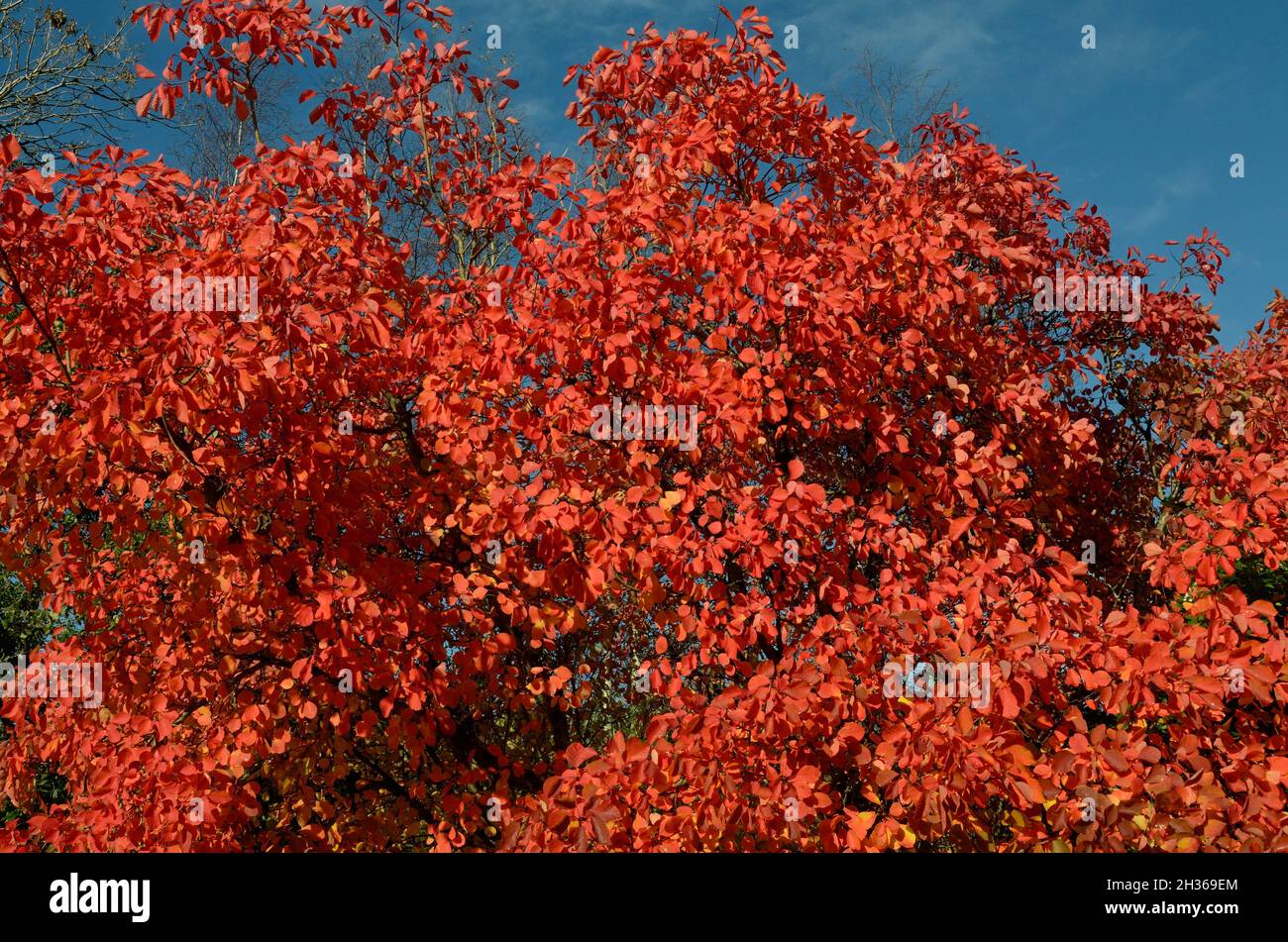 Brilliant red orange leaves of the Cotinus Flame tree Smoke tree in autumn against a blue sky Stock Photo