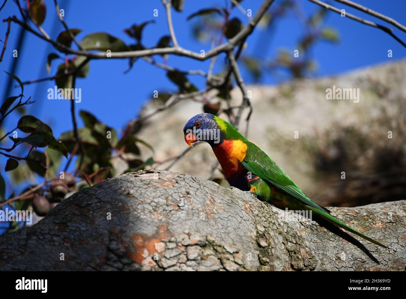 Slender rainbow lorikeet perched on a thick tree branch, its entire body illuminated by the sun Stock Photo