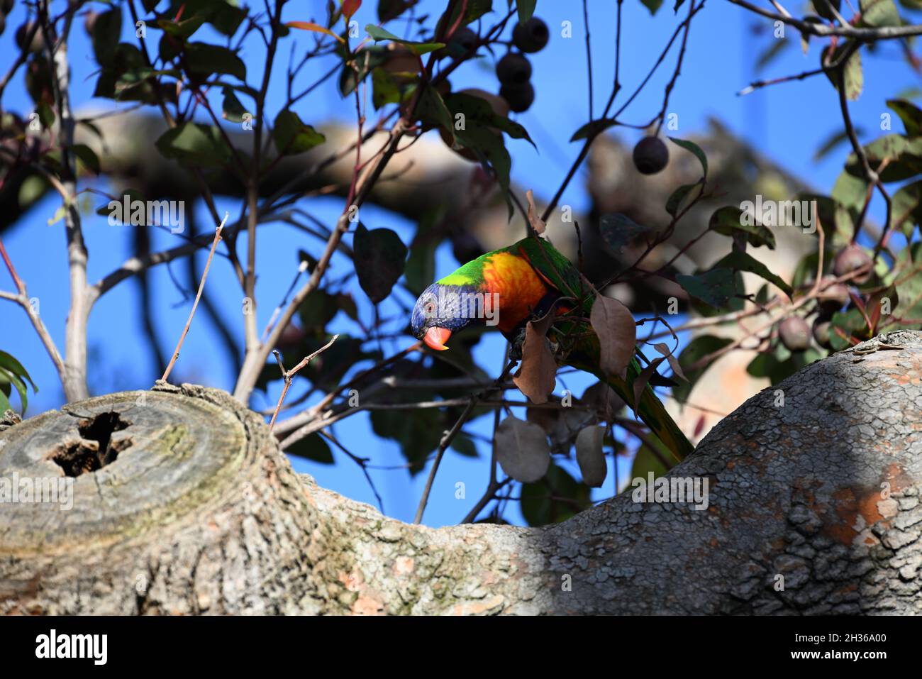 Rainbow lorikeet, bending forward slightly to get a better view, in a gum tree Stock Photo