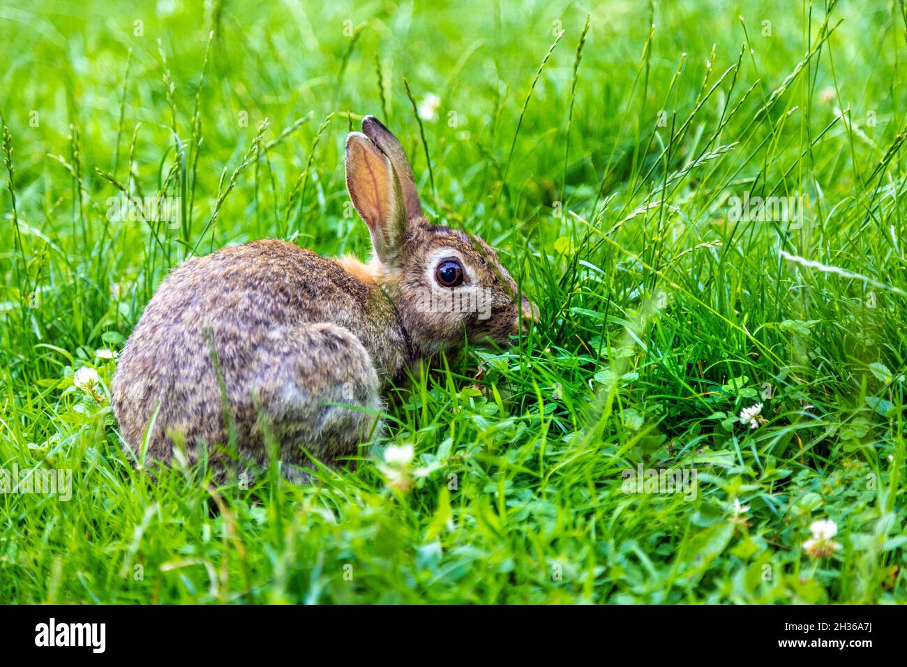 A rabbit in the Woodland Garden of Bushy Park, East Molesey, London, UK Stock Photo