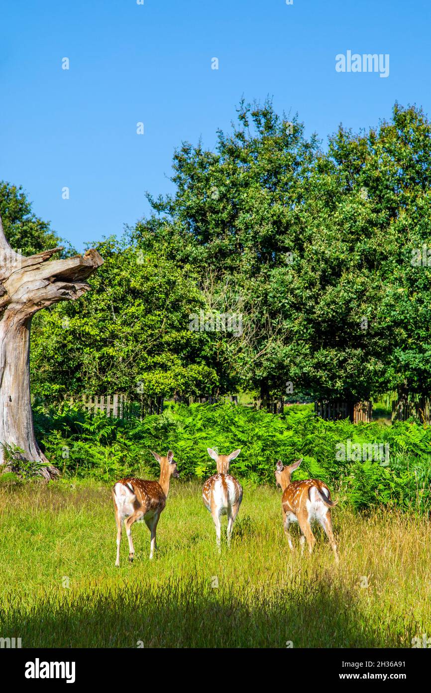 Roaming red deer at Bushy Park, East Molesey, London, UK Stock Photo