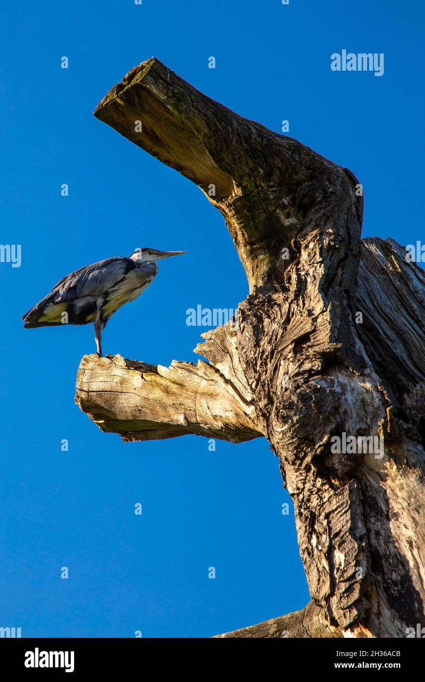 Heron sitting on a dead tree trunk at Bushy Park, East Molesey, London, UK Stock Photo