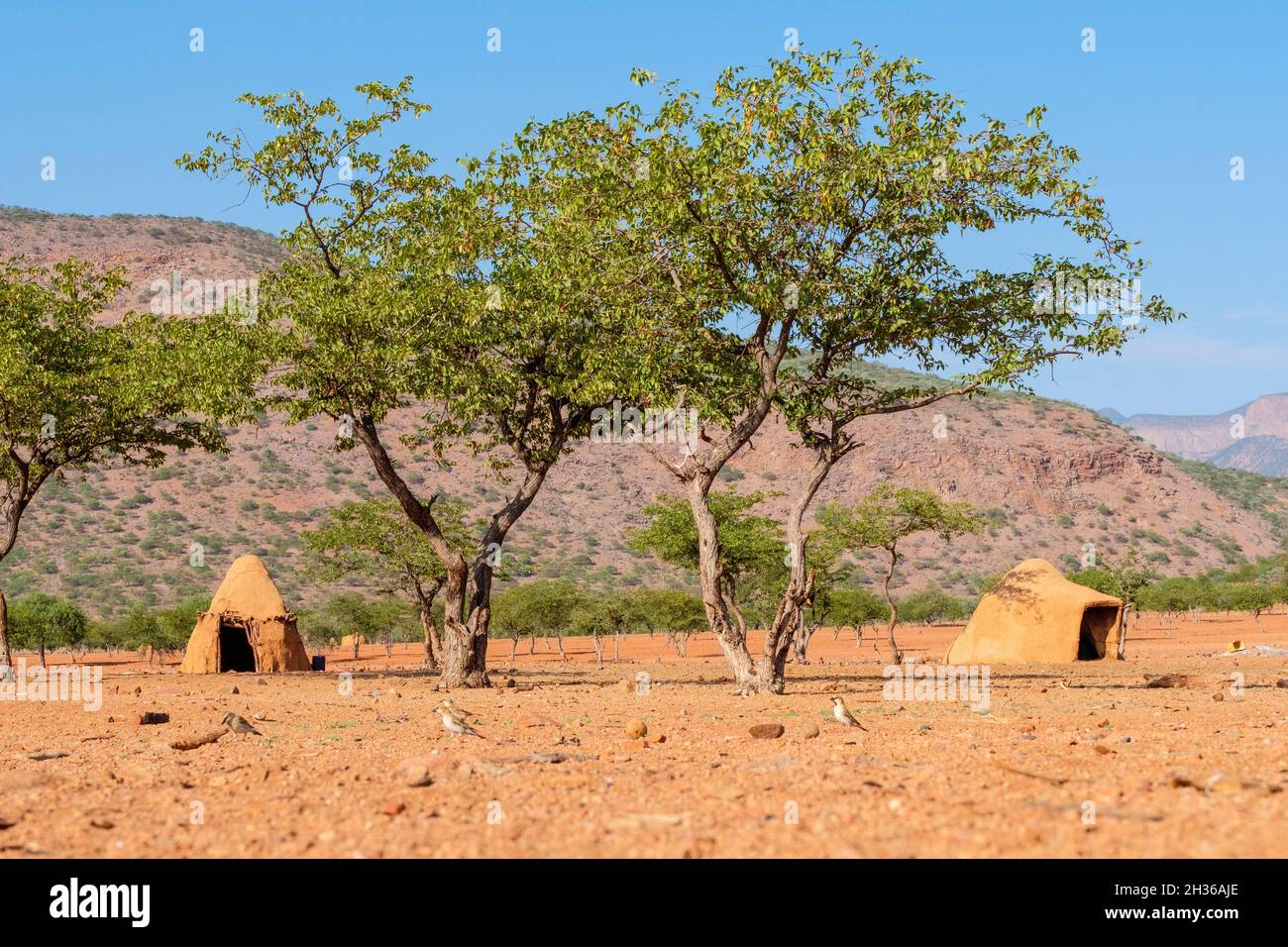 2 round clay huts of the Himba tribe under 2 trees. Small Himba village in the Kunene Region. Kunene Region, Kaokoland, Namibia, Africa Stock Photo
