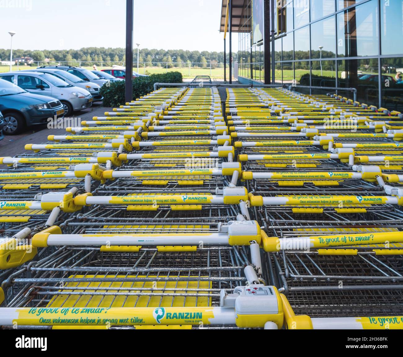 Rows of multiple supermarket shopping carts in large parking with