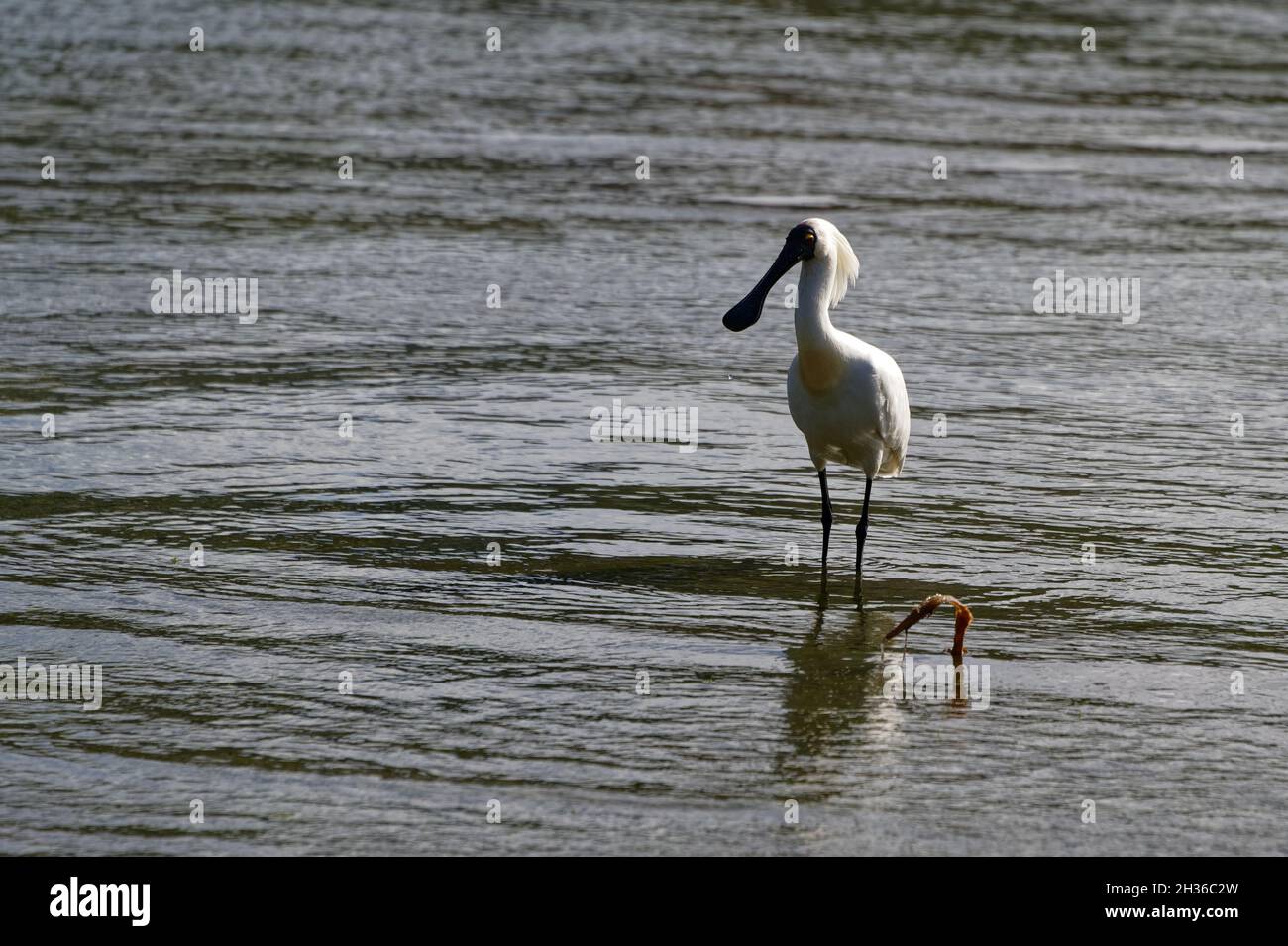 A royal spoonbill is wading in the sea in New Zealand Stock Photo - Alamy