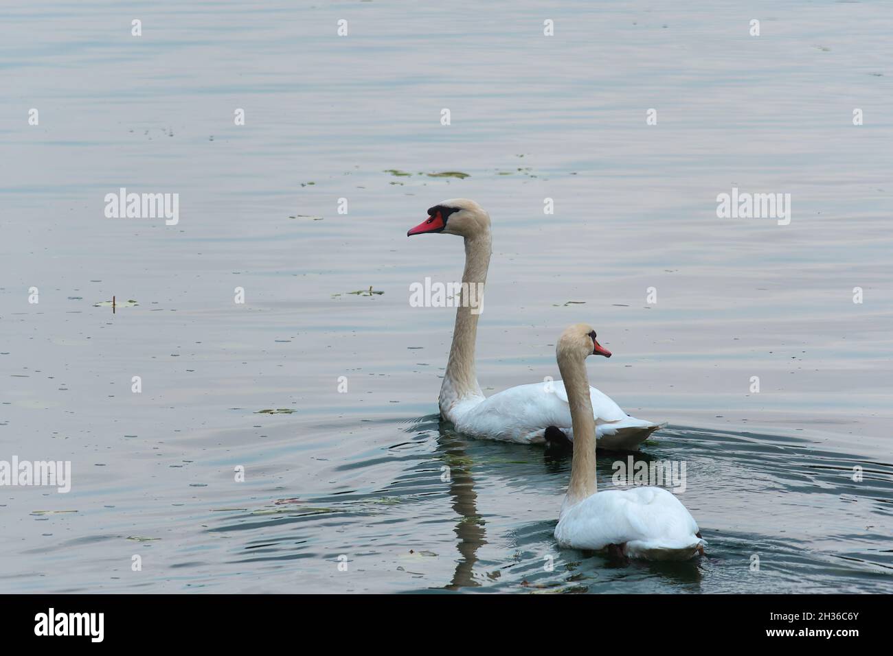 White swans swimming in a lake Stock Photo - Alamy