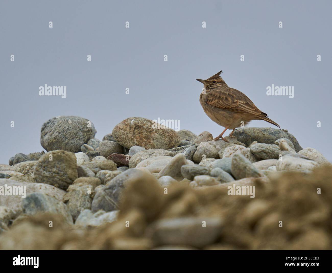 Crested lark sitting on stones in a cloudy day Stock Photo