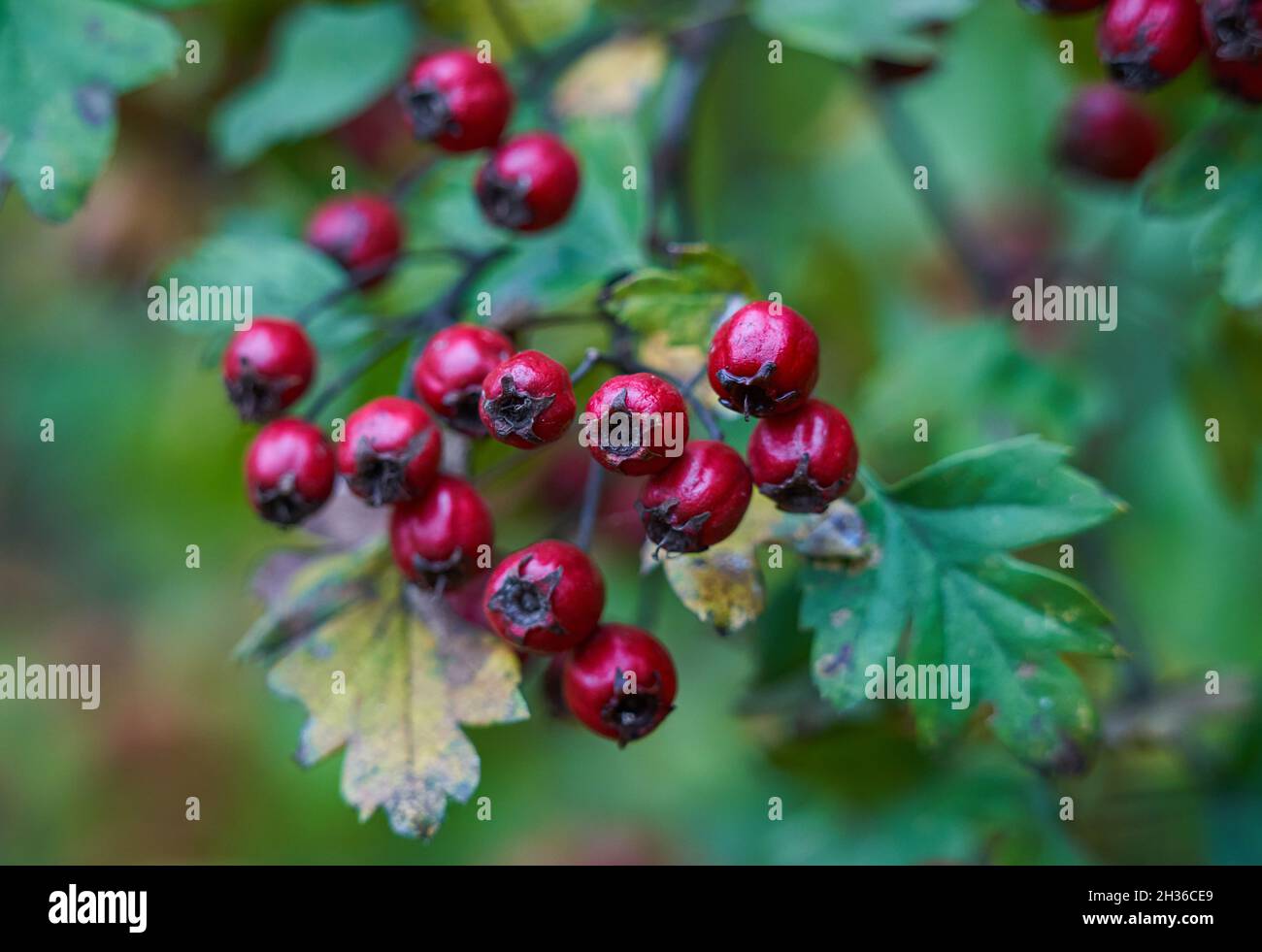 Ripe hawthorn berries in a bush, closeup shot Stock Photo - Alamy