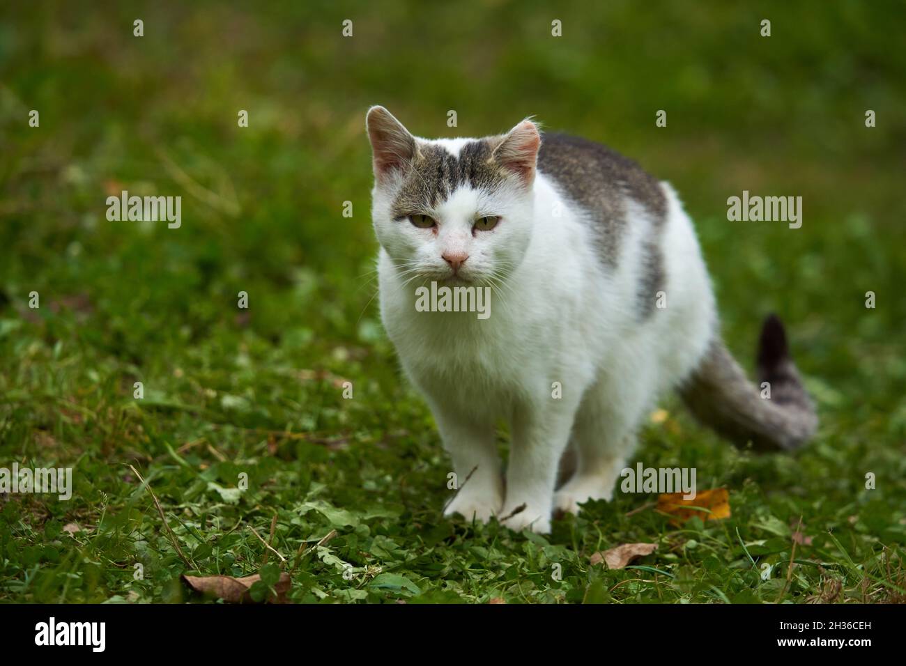 A grumpy angry cat stalking in the grass Stock Photo - Alamy