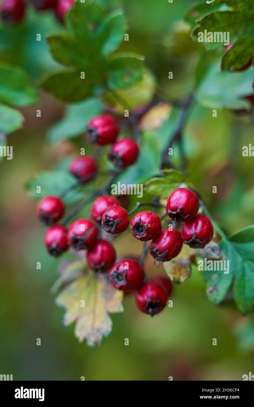 Ripe hawthorn berries in a bush, closeup shot Stock Photo - Alamy