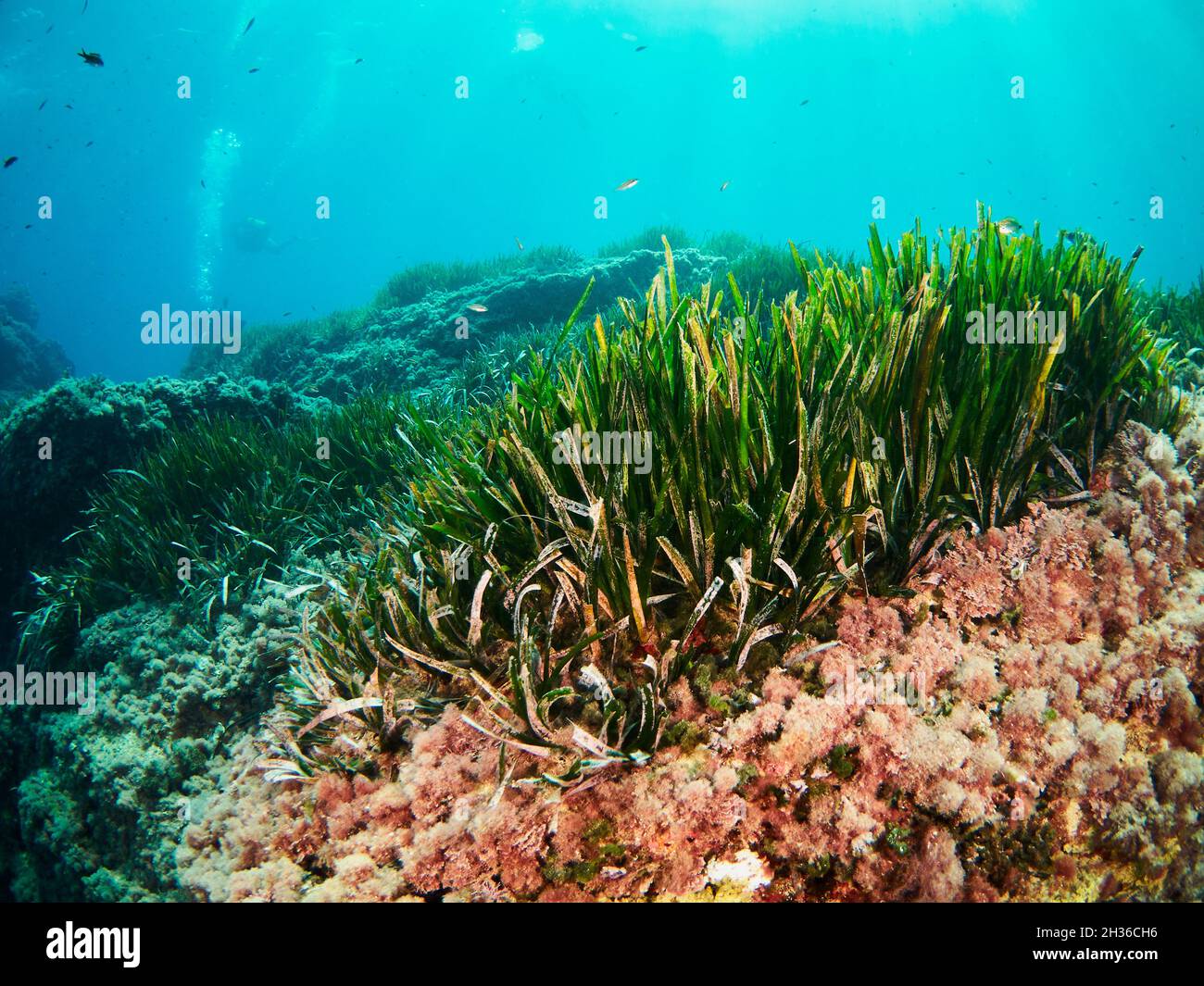 Posidonia Oceanica, also known as Neptune Grass, is an endemic seagrass from the Mediterranean. It is commonly mistaken with algae but it's a plant. Stock Photo