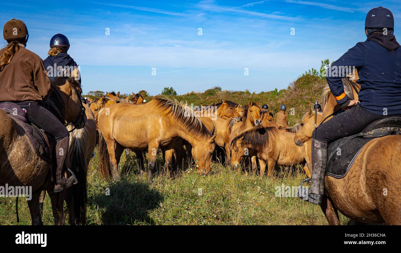 Wild Henson horses in Baie de Somme Stock Photo