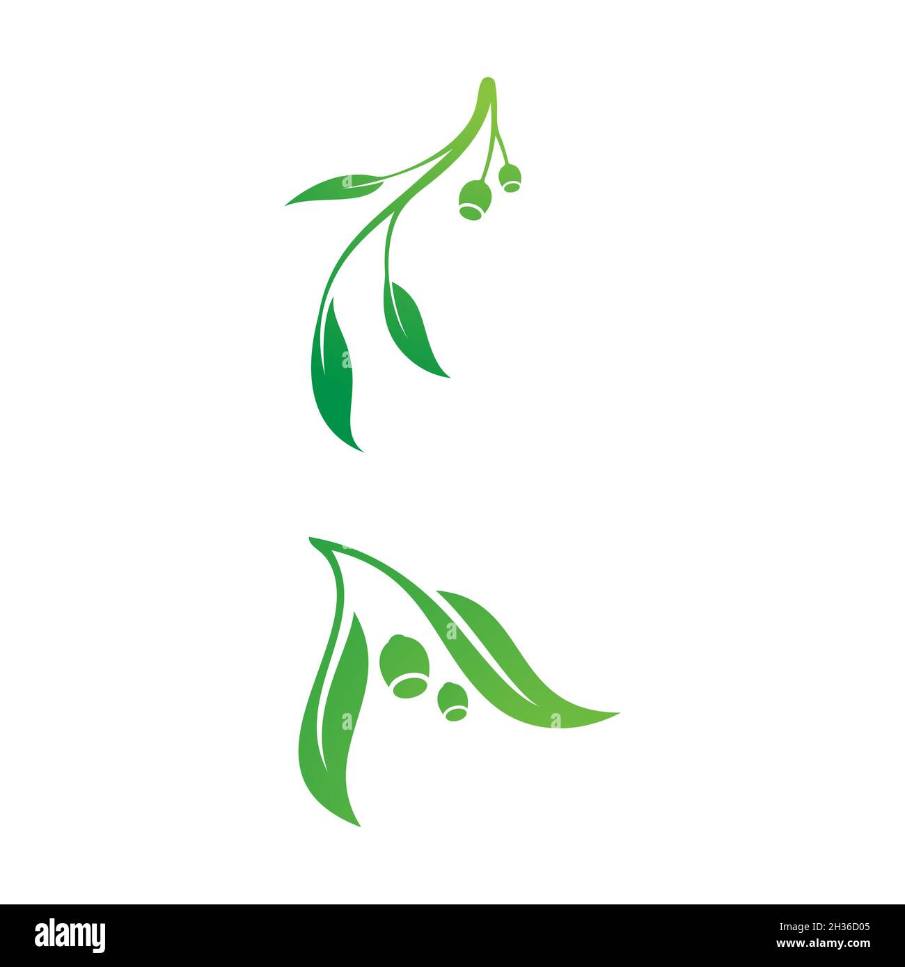 Olive leaf vector illustration design template Stock Photo - Alamy