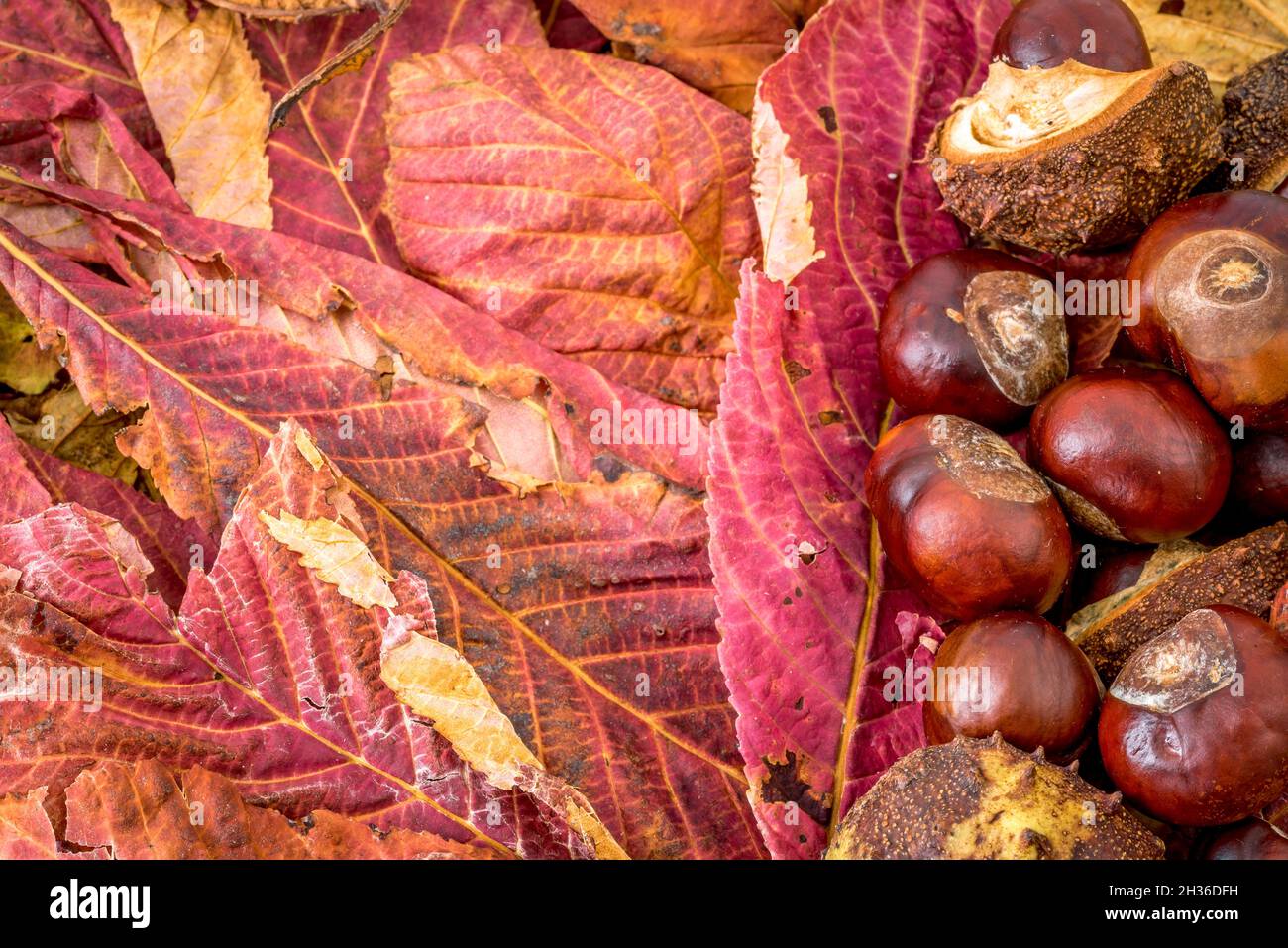Oktober 2021. Autumn background with brown tones, wood, leaves and chestnuts. High quality photo Stock Photo