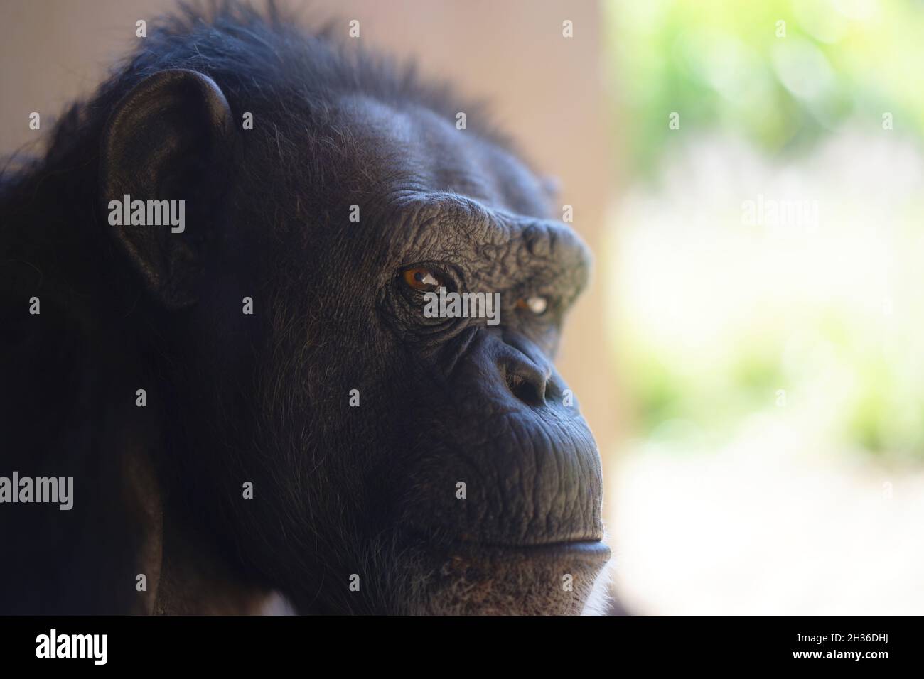 Portrait of a thoughtful pygmy chimpanzee in the blurred background Stock Photo