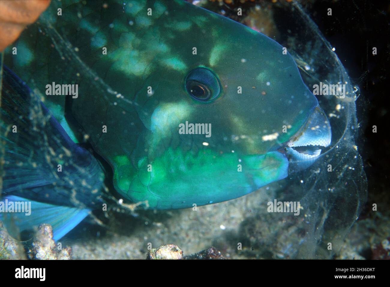 Parrotfish Mucus Hi-res Stock Photography And Images - Alamy