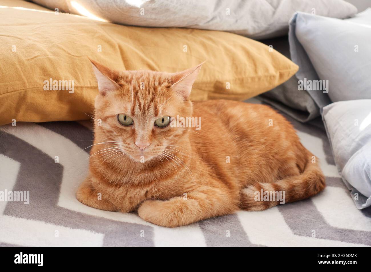 Adult red tabby cat lying on a gray fluffy blanket background. Orange and ginger cat close-up portrait. Domestic feline concept. High quality photo Stock Photo