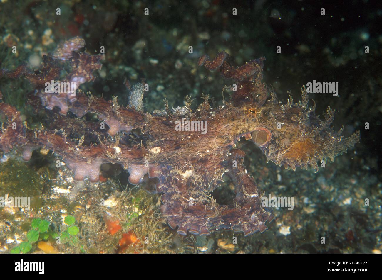 Algae Octopus, Abdopus aculeatus, Lembeh Straits, near Bitung, Sulawesi, Indonesia, Asia Stock Photo