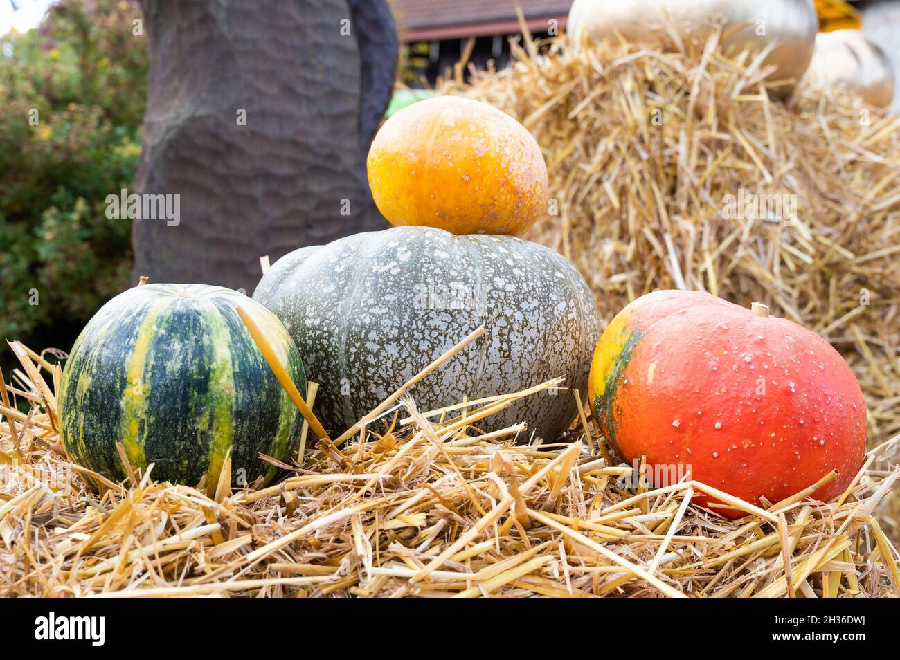 Autumn composition. Different pumpkins against the background of straw ...