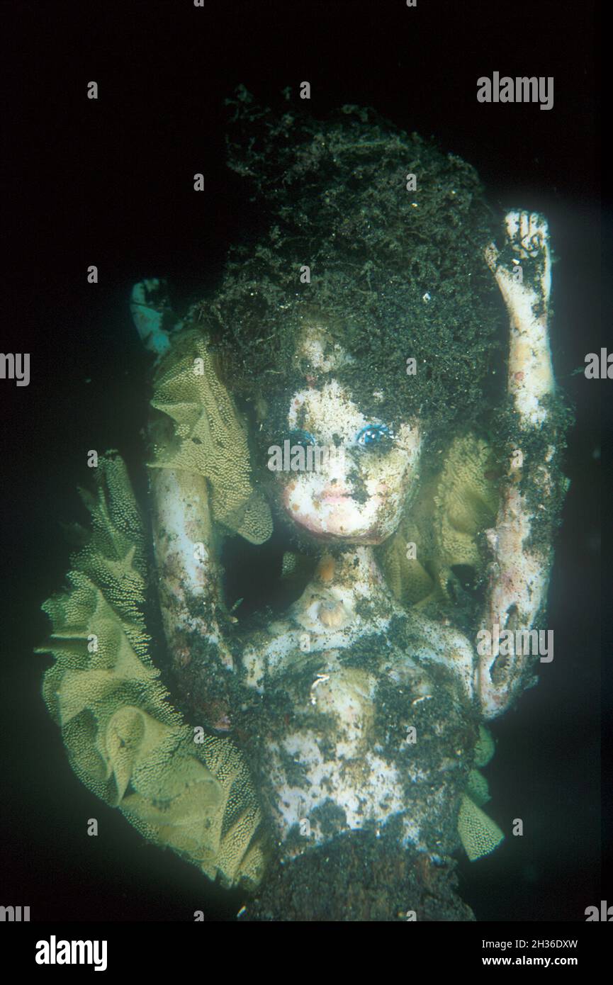 Doll with Nudibranch, Nudibranchia Order, eggs, Lembeh Straits, near Bitung, Sulawesi, Indonesia, Asia Stock Photo