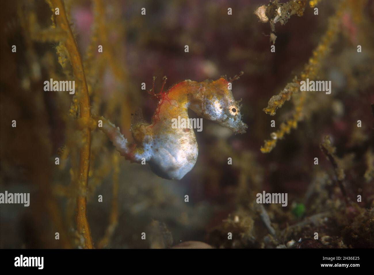 Pregnant Pontoh's Pygmy Seahorse, Hippocampus pontohi, Lembeh Straits, near Bitung, Sulawesi, Indonesia, Asia Stock Photo