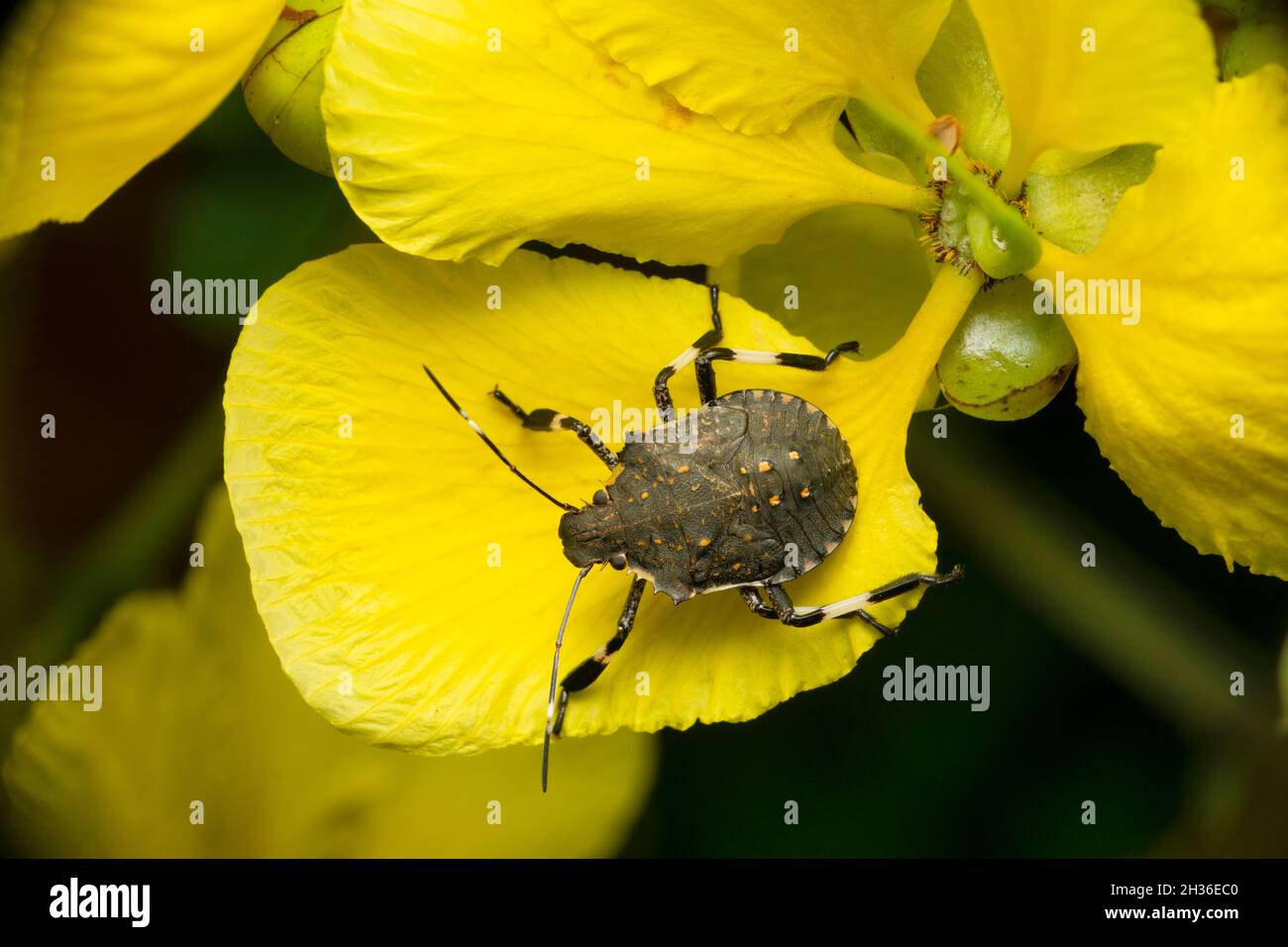 Yellow spoted stink bug, Erthesina species, Satara, Maharashtra, India Stock Photo