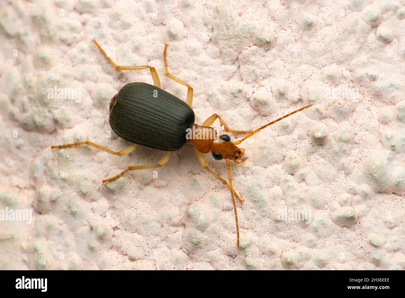 Bombardier beetle,Brachininae Brachininae, Satara, Maharashtra, India Stock Photo