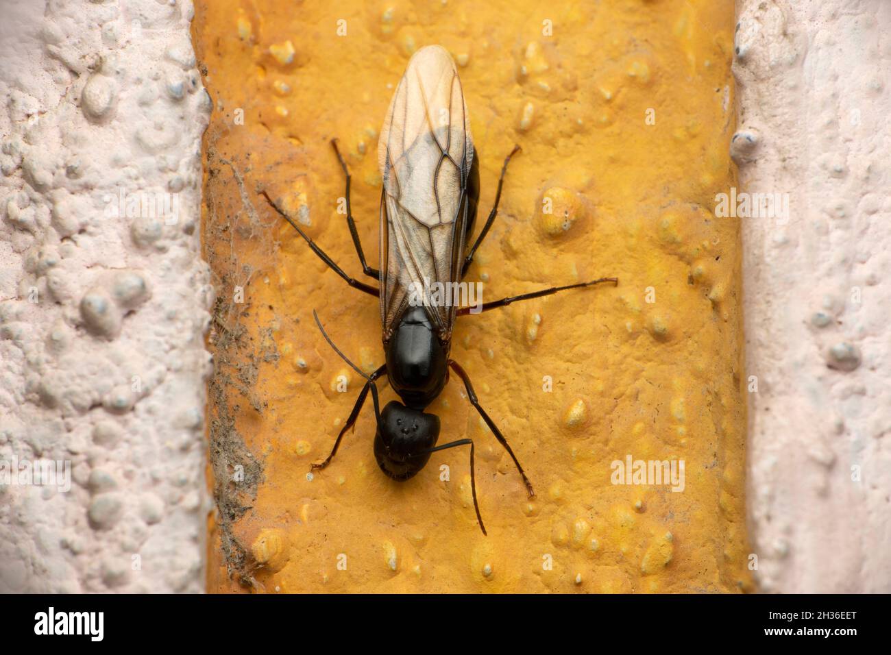 Female Carpenter ants, Camponotus sp ,Satara, Maharashtra, India Stock Photo