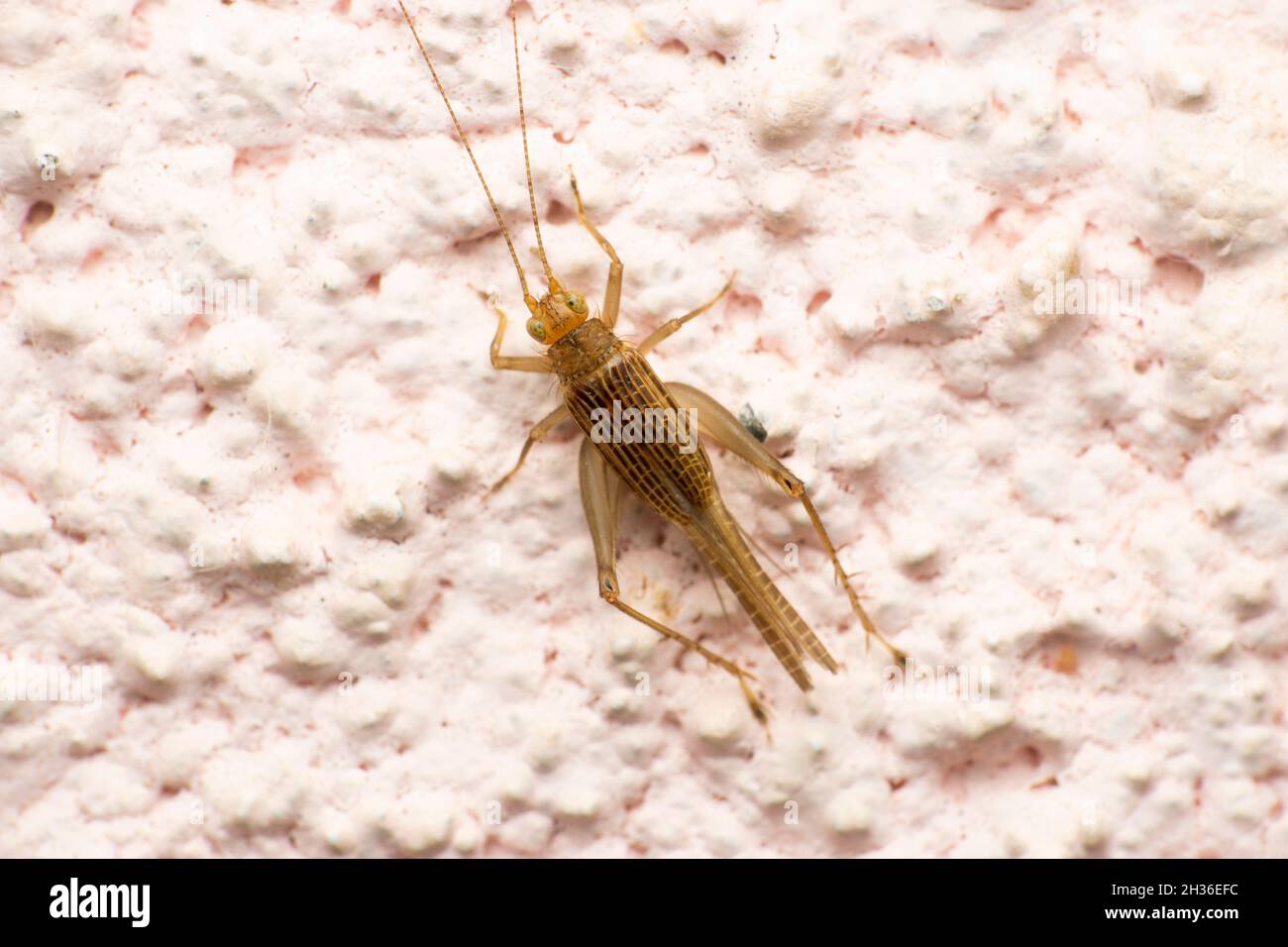 Pin Tail cricket insect,Satara, Maharashtra, India Stock Photo - Alamy