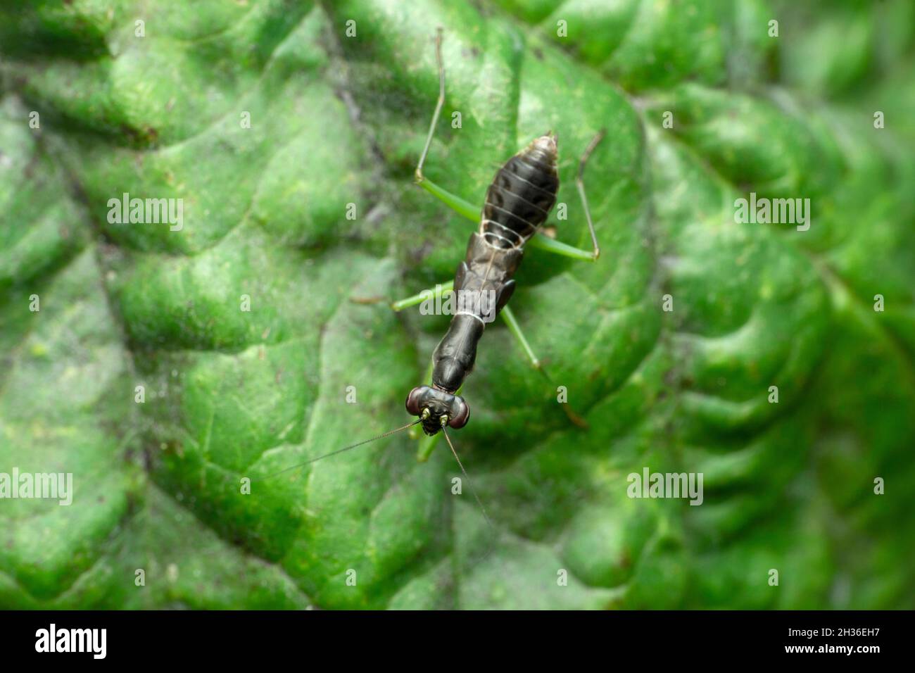 Ant mimic mantis, Euantissa pulchra, Satara, Maharashtra, India Stock Photo