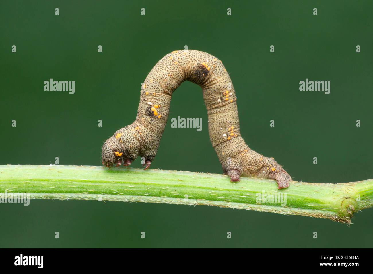 Caterpillar of silk moth, Satara, Maharashtra, India Stock Photo