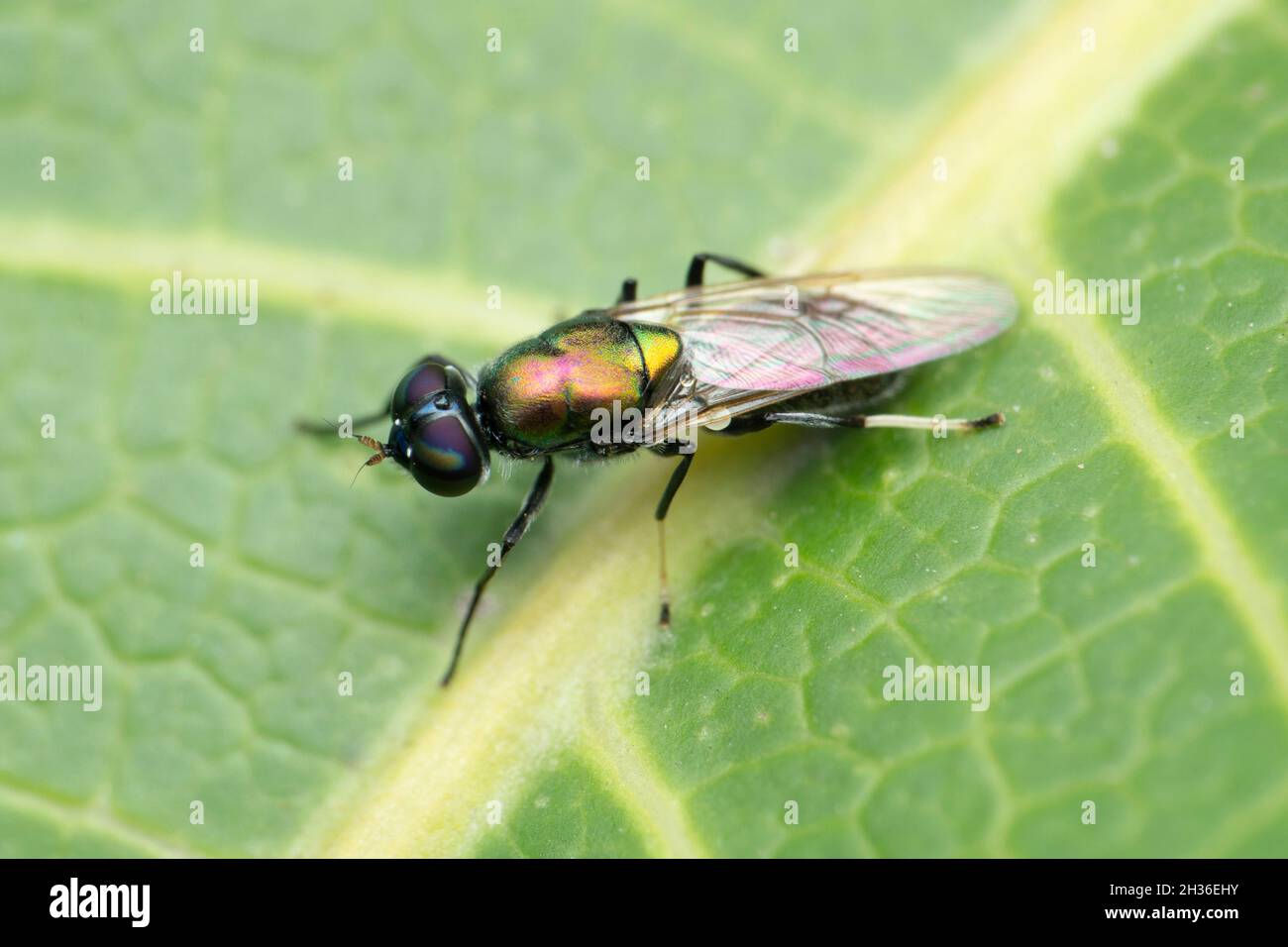 Common horse fly, Haematopota species, Satara, Maharashtra, India Stock ...