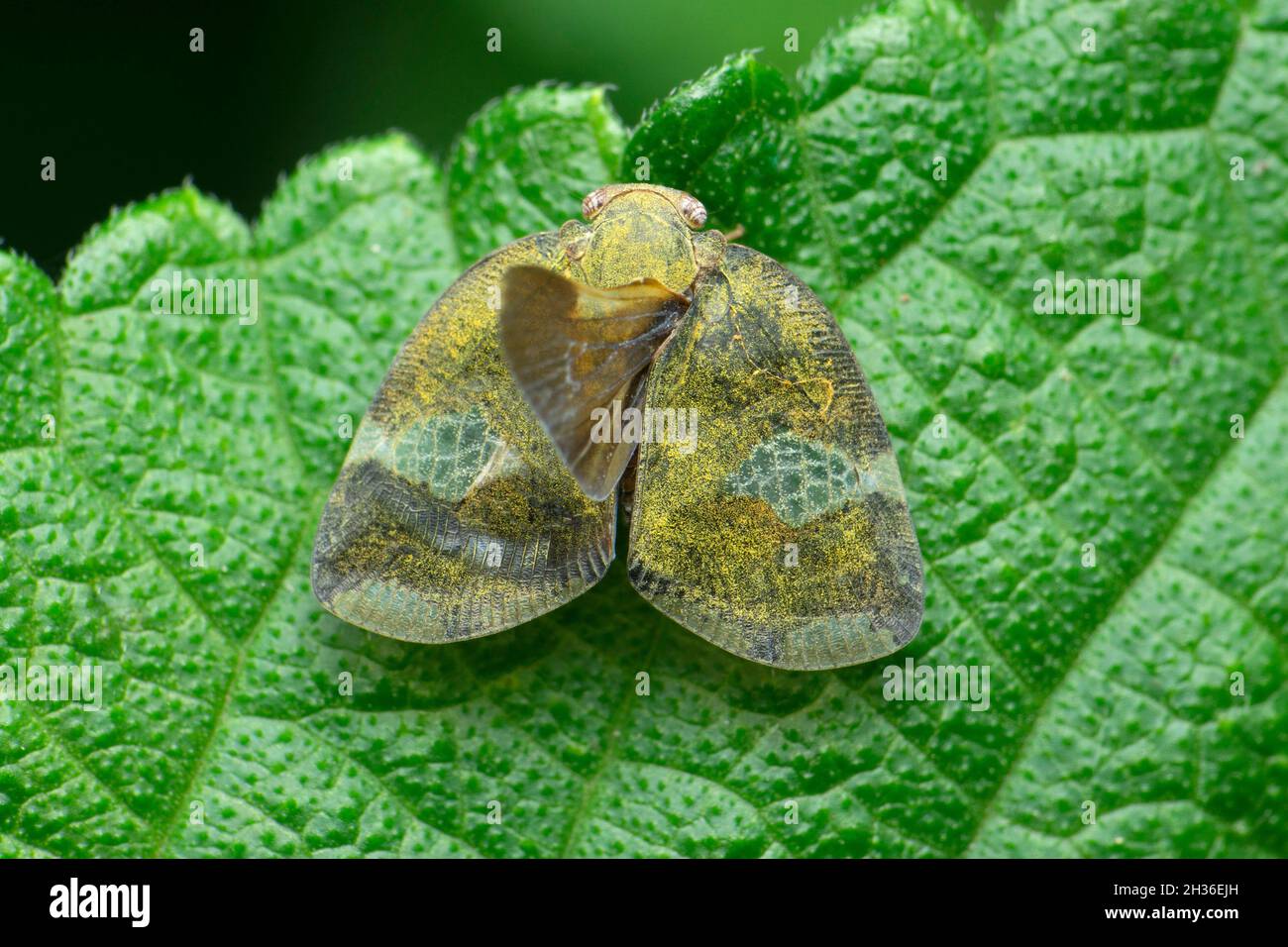 Fulgorid hopper, Elasmoscelis species, Satara, Maharashtra, India Stock ...