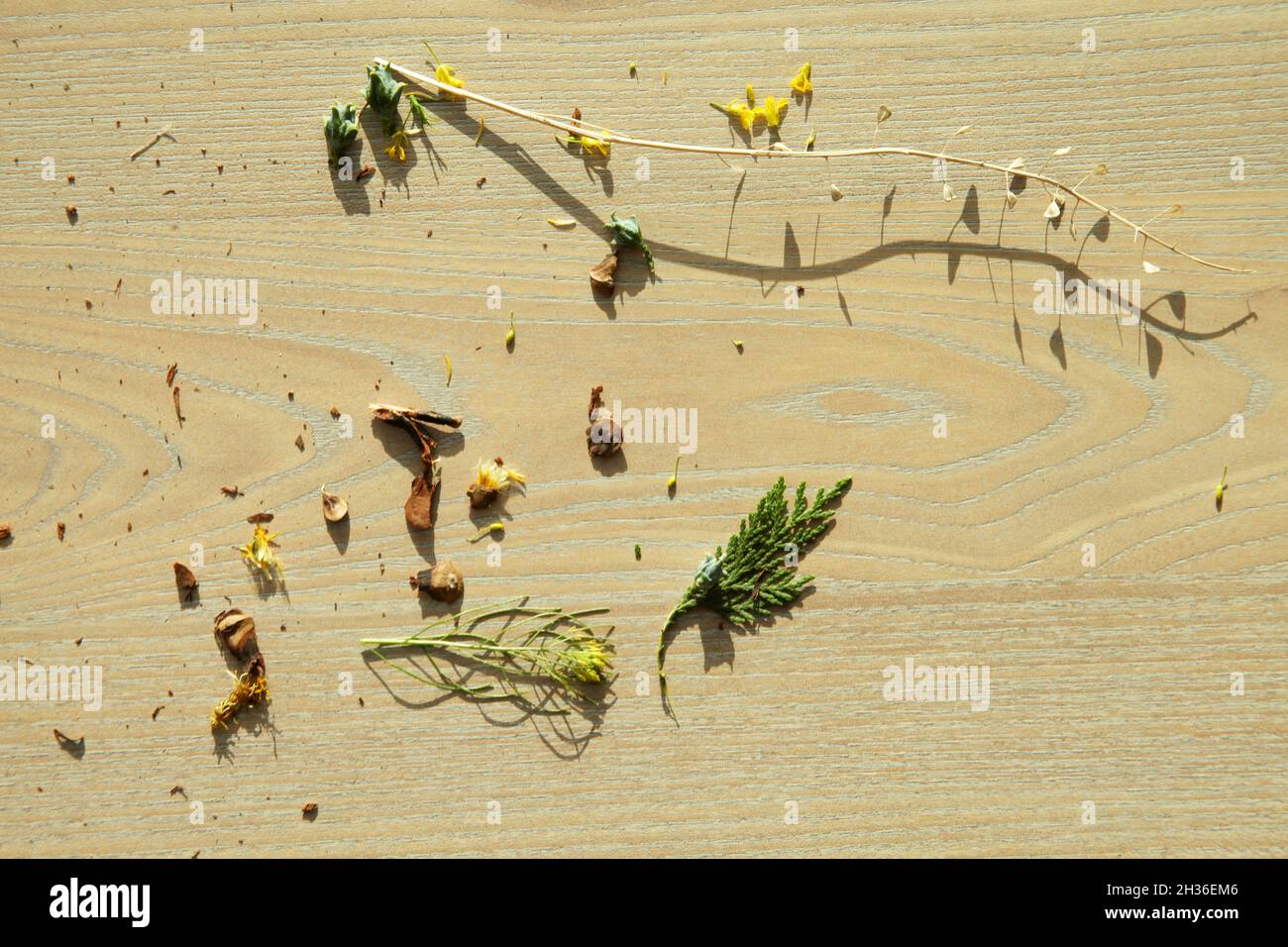 Flowers on laminate wood floor Stock Photo Alamy