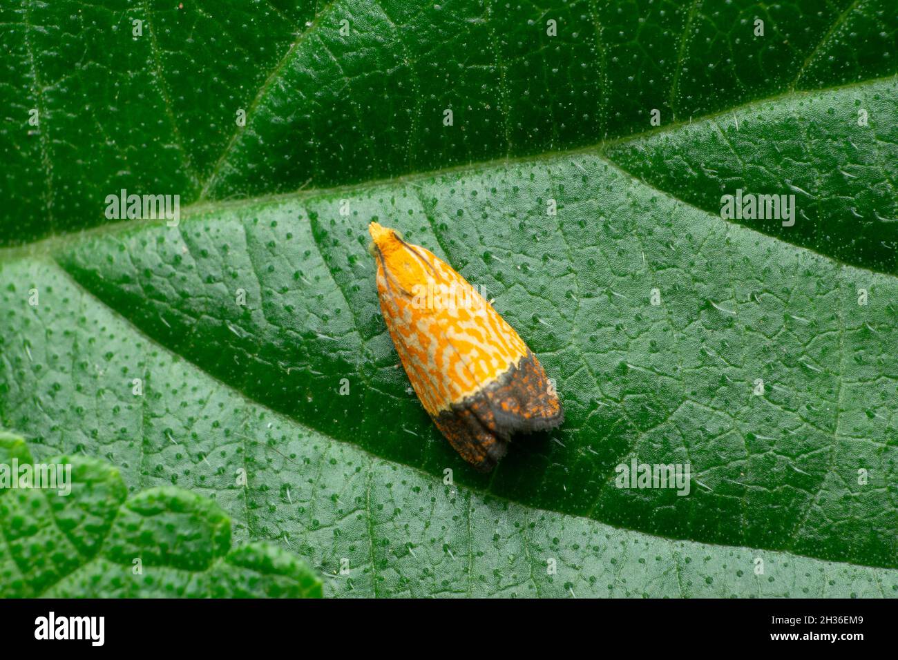Indian meal moth, Plodia species, Satara, Maharashtra, India Stock
