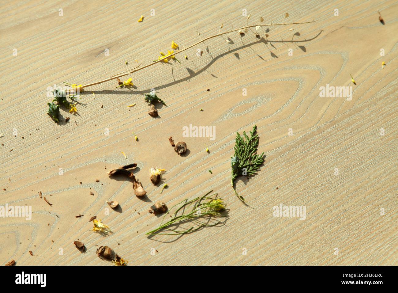 Flowers on laminate wood floor Stock Photo Alamy